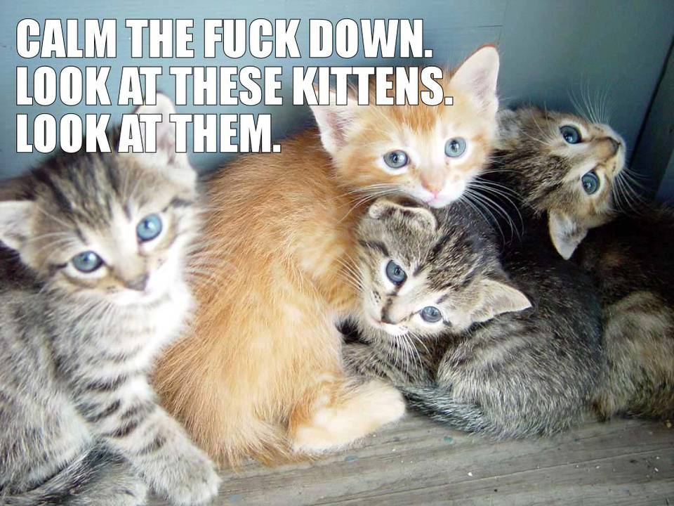 kittens1.jpg